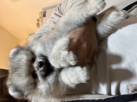 Uygun Pomeranian boo