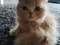 SCOTTISH FOLD