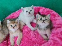 British Shorthair Çok Oyuncu Evcilmen Yavrular
