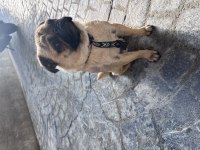 3 yaşında pug uysal eğitimli aşıları tam