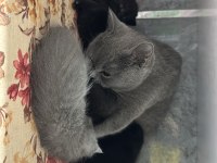 Yavru british shorthair