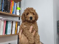 Toy poodle köpeği