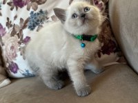 2 aylık yavru british shorthair british blue point