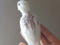Yavru sevda papağanı
