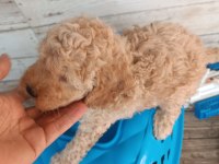 Maltipoo kalite yavrular ırk sağlık garantili