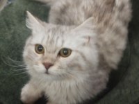 Acil sahiplendirme british longhair
