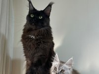 Saf kan xxl şecereli maine coon yavruları