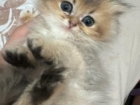 British Longhair Kedisi