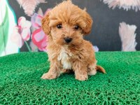 A Kalite Sağlık Irk Garantili Maltipoo Yavrularım