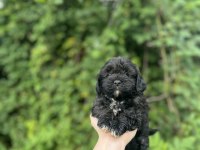Erkek dişi mevcut maltipoo güzellikler
