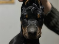 Üst düzey şecereli doberman yavruları