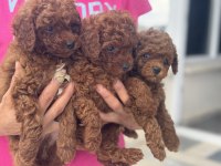 Ankaranın En Güzel Red Brown Toy Poodle Yavruları