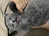Minnoş british shorthair yavru