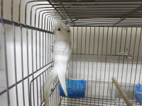 Albino sultan papağanı erkek yavru