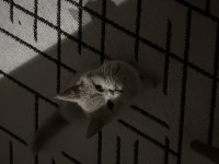 British Shorthair Dişi Yavru