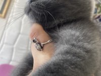 Scottish fold bebiş