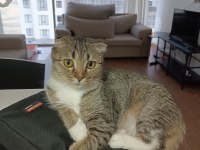 Scottish fold dişi 1 yaşında