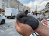 Cüce Tavşan (Netharlend Dwarf)