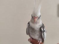 Ele kola alışık wifi sultan papağanı