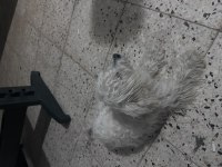 2-5 yaş arası malta cinsi köpeğimiz