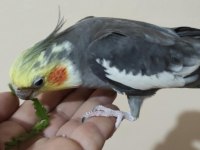 Lutino pied erkek alışık ve grey erkek alışık