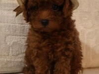 Poodle bebek