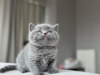 Top kafa a kalite british shorthair yavrular