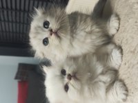 Scottish fold ve scottish longhair bebişlerimiz