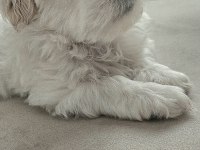 Özel Şartlarla Sahiplendirilecek Maltese Terrier