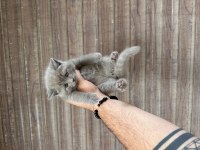 WC eğitimli sağlıklı orjinal scottish fold