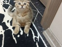 2 ERKEK 1 DİŞİ EVDE YETİŞMİŞ SCOTTİSH FOLD YAVRULAR