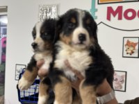 Petmode köpek çiftliğinden bernese yavrularımız