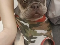 Kardeş french bulldog sahiplendirme