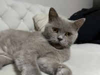 7 AYLIK AŞILARI TAM KISIR TUVALET EĞİTİMLİ SCOTTİSH