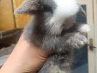 Hollanda lop tavşanlar
