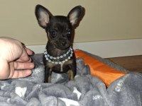 Mini Pinscher Yavrularımız