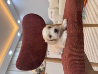 Maltipoo bebeğim