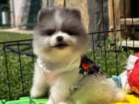 Pomeranian boo color renk bakımlı 90 günlük
