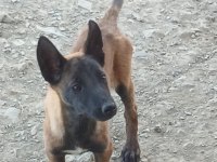 Orjinal Belçika kurdu