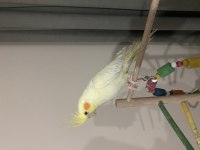 Albino Kırmızı Göz 6 Aylık Dişi Sultan Papağanı