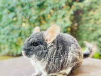 Siyah (Black Velvet) Çinçila / Chinchilla 1 Yaşında