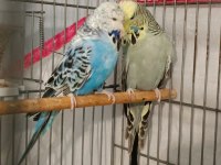 Genç Show Jumbo Takım Muhabbet Kuşu