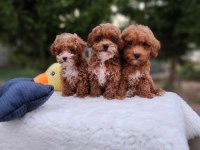 Aşılı Mikroçiplii Maltipoo Yavrularımız