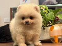 Çiğli'nin Bebeği Pomeranian Boo