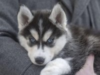 Husky yavrularımız