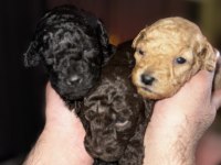 Ev Ortamında Büyüyen Sevimli Toy Poodle Yavrular