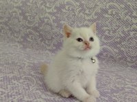 Blue point dişi scottish fold yavrularımız