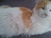 Main Coon Dişi Kedimiz