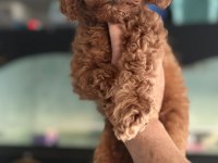Show kalite aşılı pasaportlu toy poodle