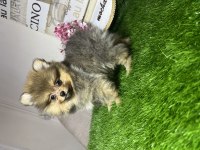 Pomeranian boo 70 günlük